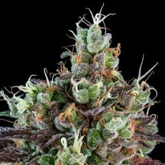 Sour Ripper, Фасовка: 3