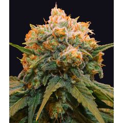 Papaya Bx1, Фасовка: 3