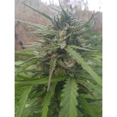 Cookies Kush Auto, Фасовка: 10