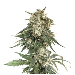 Bcn Critical XXL Fast, Фасовка: 1