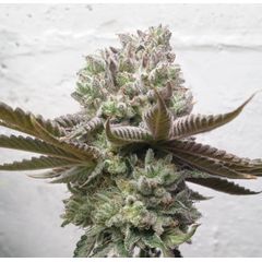 CBD Punch, Фасовка: 10