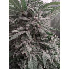White Jack Auto, Фасовка: 10