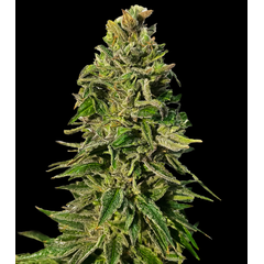 Pineapple Express Auto, Фасовка: 3