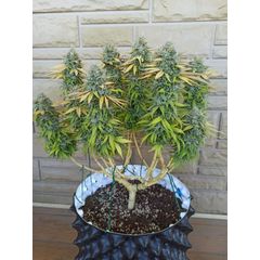 Gorilla Zkittlez, Фасовка: 10
