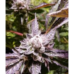 Orange Groovy Bx, Фасовка: 3