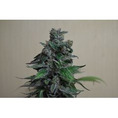 Moscow Blueberry, Фасовка: 5
