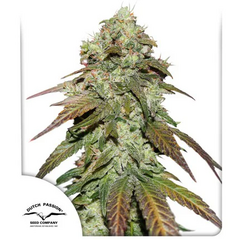 CBD Mazar, Фасовка: 3