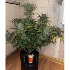 Mint Glue Auto, Фасовка: 1