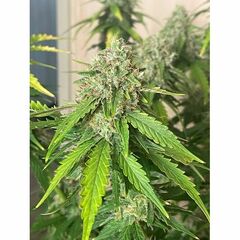 Tropical Glue Auto, Фасовка: 3