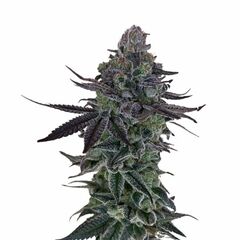 Auto Zkittlez genetics, Фасовка: 5+2