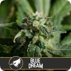Blue Dream, Фасовка: 3