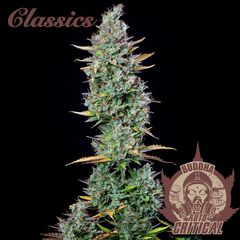 Critical Auto, Фасовка: 3+1