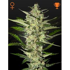 FlowerBomb Kush, Фасовка: 3