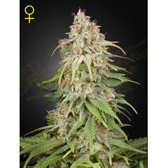 GH Amnesia, Фасовка: 3