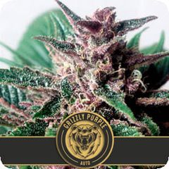 Auto Grizzly Purple, Фасовка: 3+1