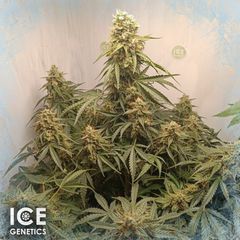 Ice Opium Auto, Фасовка: 5