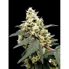 Lemonade Auto, Фасовка: 5