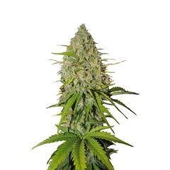 Grapefruit Matic Auto, Фасовка: 3
