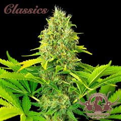 White Widow Auto, Фасовка: 3+1