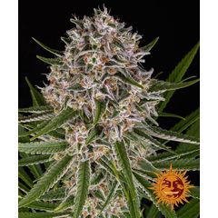 Lemon Haze Auto, Фасовка: 3