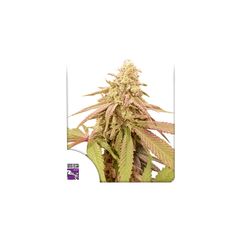 Auto Purple OG Punch, Фасовка: 5