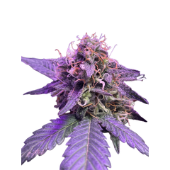 Auto Caramel Cream genetics, Фасовка: 5+2