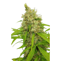 Auto Mass genetics, Фасовка: 3+1