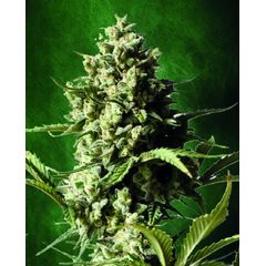 Auto Chronic, Фасовка: 5