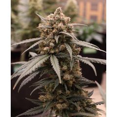 Auto Gelato, Фасовка: 5