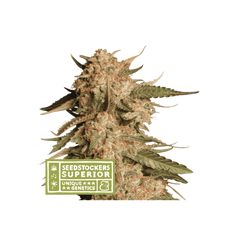 Blue Moby Auto, Фасовка: 3