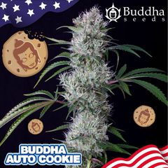 Cookie Auto, Фасовка: 3+1