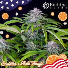Tangie Auto, Фасовка: 3+1