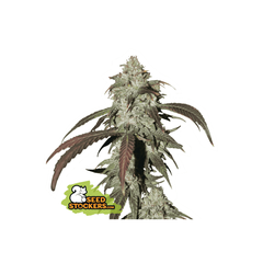 CBD Northern Lights, Фасовка: 1