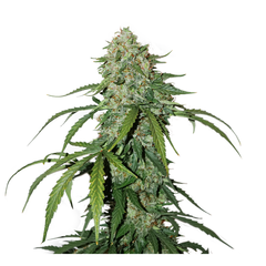 CBD 1:1 Silver Lime Haze Auto, Фасовка: 1