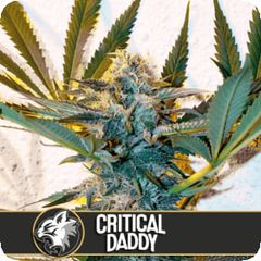 Critical Daddy, Фасовка: 3+1
