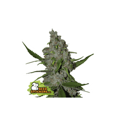 Gelato 41 Fast, Фасовка: 1