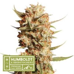 Thunder Banana Auto, Фасовка: 3