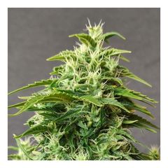 Chronic Fast F1 Reg, Фасовка: 5