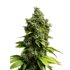 Auto Jack Herer genetics, Фасовка: 3+1