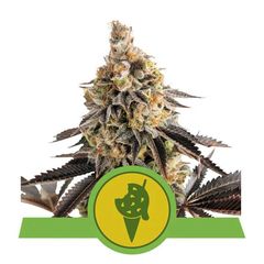 Cookies Gelato Auto, Фасовка: 3