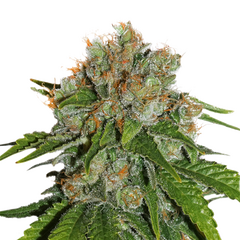Amnesia Auto, Фасовка: 1
