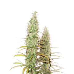 Santa Marta Haze Auto, Фасовка: 1