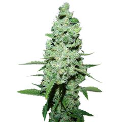 AK-47 Reg, Фасовка: 11