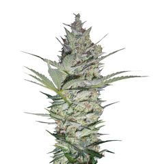 AK-47, Фасовка: 6