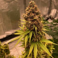 Diesel Fast F1 BX regular, Фасовка: 5