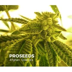 Afghan Cookies Auto, Фасовка: 6