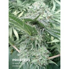 Grapefruit Cookies Auto, Фасовка: 6