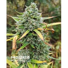 Grapefruit Jack Auto, Фасовка: 6