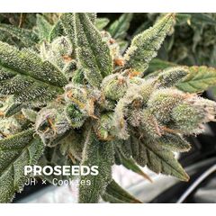 JH x Cookies Auto, Фасовка: 6