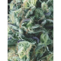 Cookies Auto USA, Фасовка: 3+1